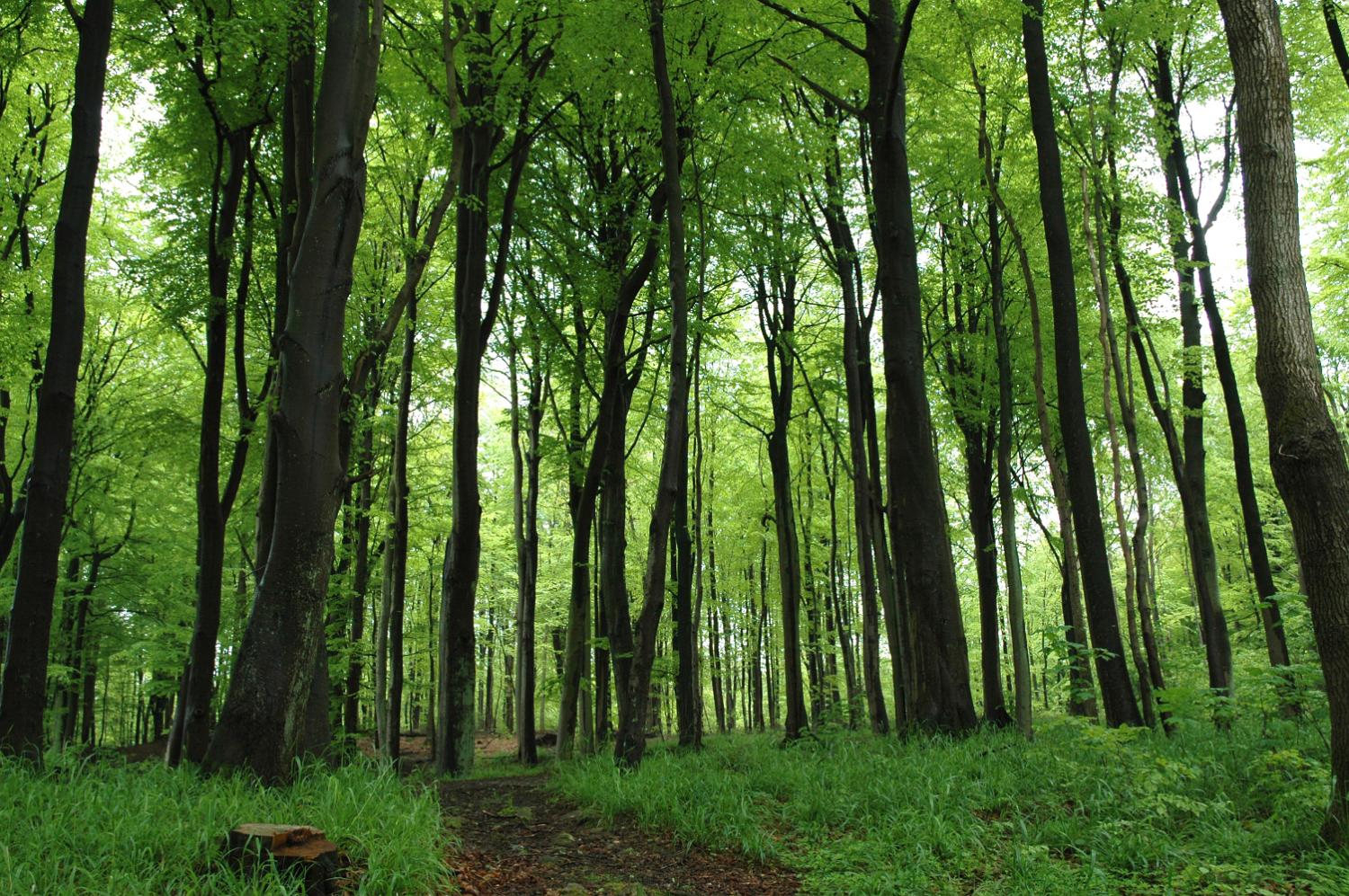 Boegeskoven Flensborg