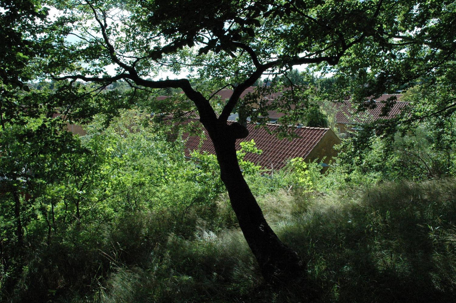 DSC 0299