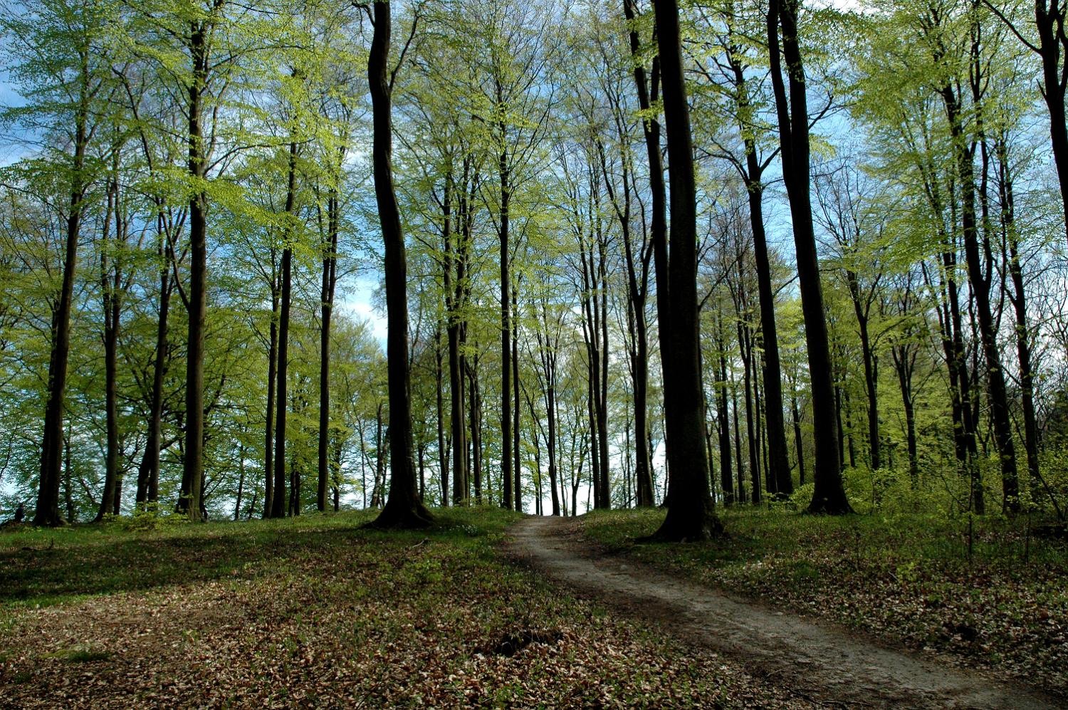 boegeskoven 2005