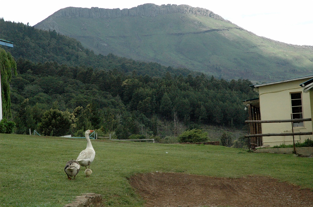 DSC_0171.JPG - Hogsback, Eastern Cape.