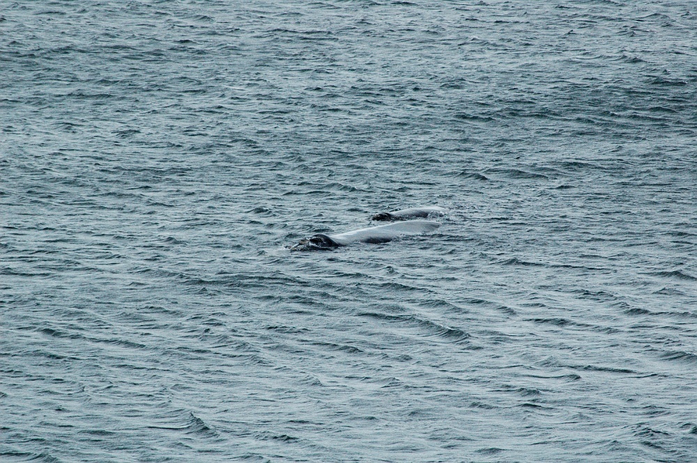DSC_0276.JPG - The Southern Right Whale.