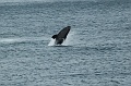 DSC_0284_udsnit