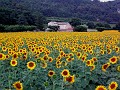 TOURNESOL1