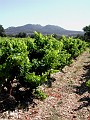 VINMARK