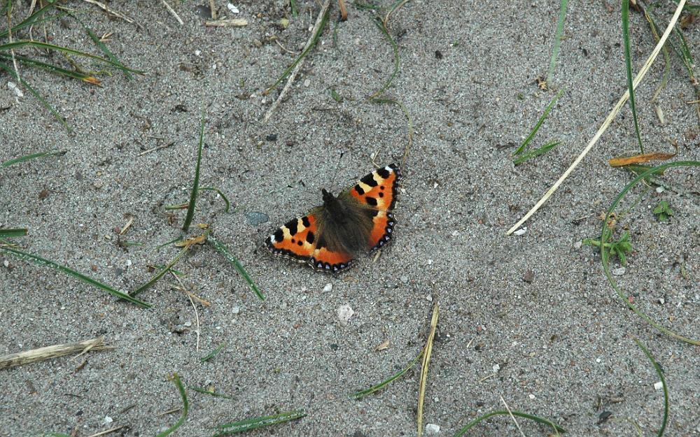 DSC_0086_sommerfugl_cut.jpg