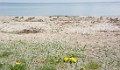 DSC_0137_c