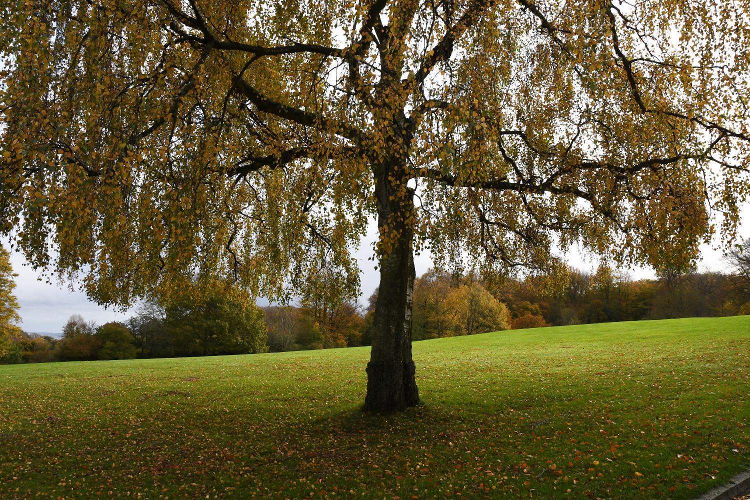 DSC 0431 l