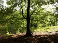 IMG_0012