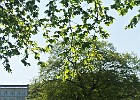 DSC 1081 kl