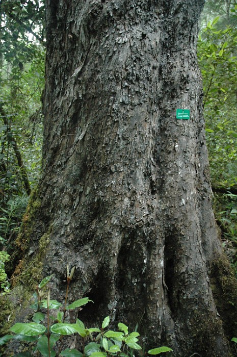 DSC_0133.JPG - Ancient Yellow Wood.
