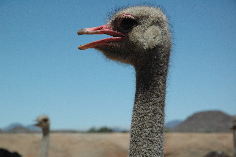 DSC_0209.JPG - Highgate Ostrich Farm.