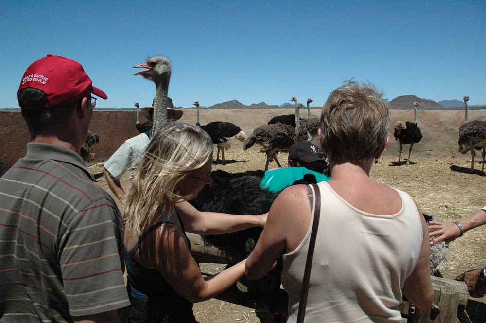 DSC_0212.JPG - Highgate Ostrich Farm.