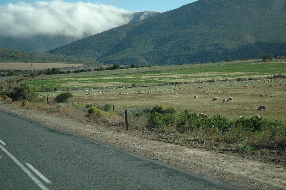 DSC_0226.JPG - Klein Karoo - bag bjergene regner det.