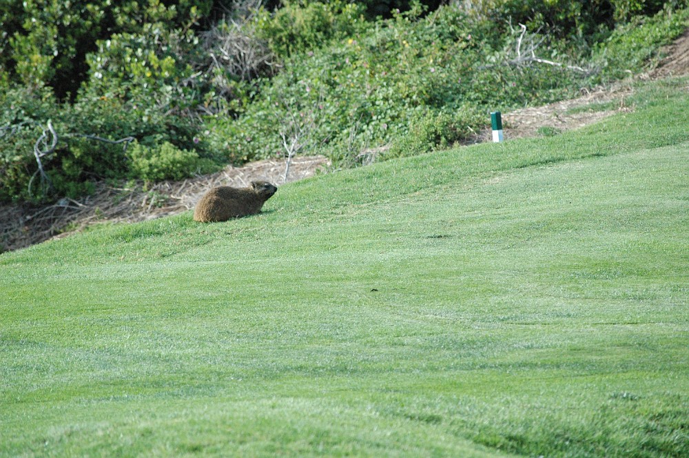 DSC_0244.JPG - Dassie.