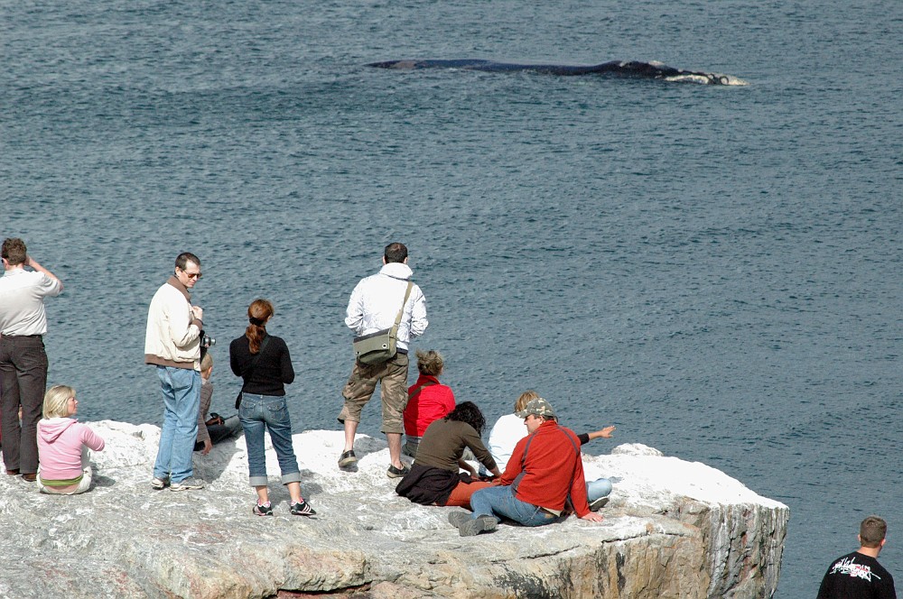 DSC_0273A.JPG - Whale watching - Hermanus, Western Cape.