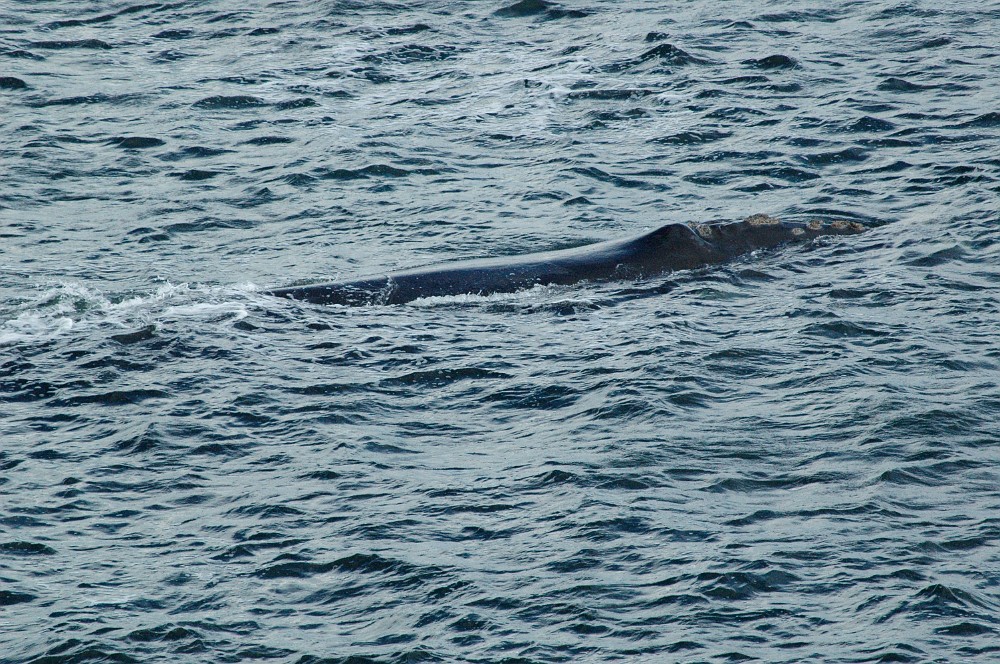 DSC_0282.JPG - The Southern Right Whale.