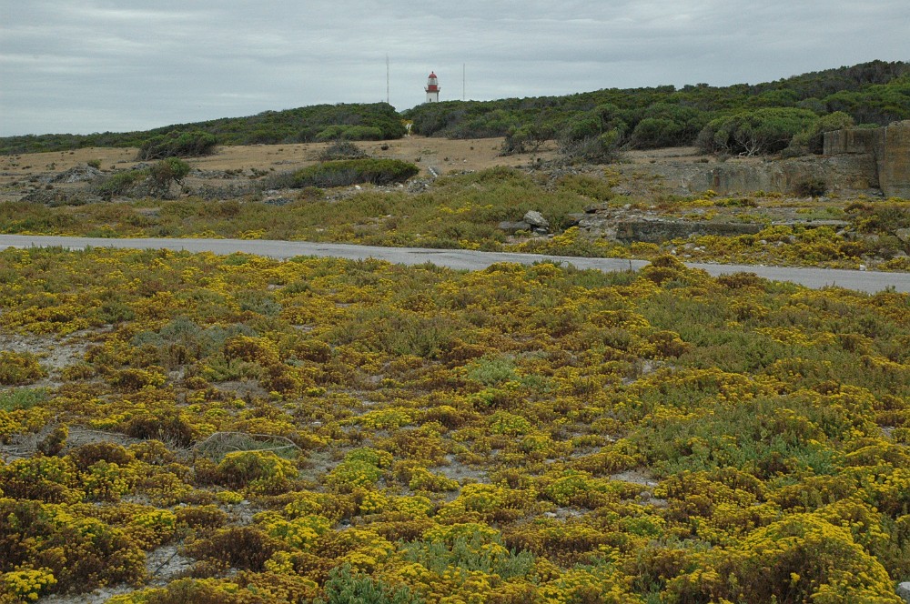 DSC_0465.JPG - Fængselsøen Robben Island.