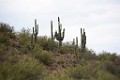 DSC_4150_flk