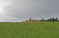 DSC_0787_c