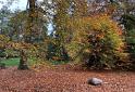 IMG 4551 (1) c