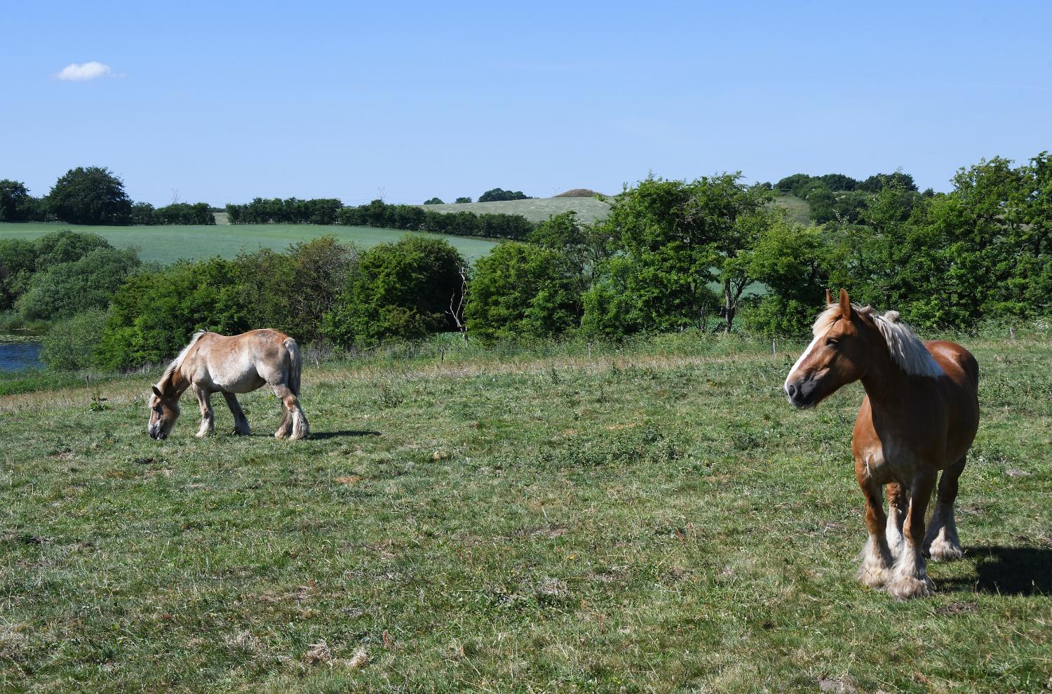 DSC 1307 lre