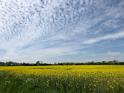 IMG 7705 l