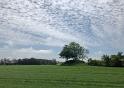 IMG 7708 llc