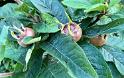 IMG 1883 c