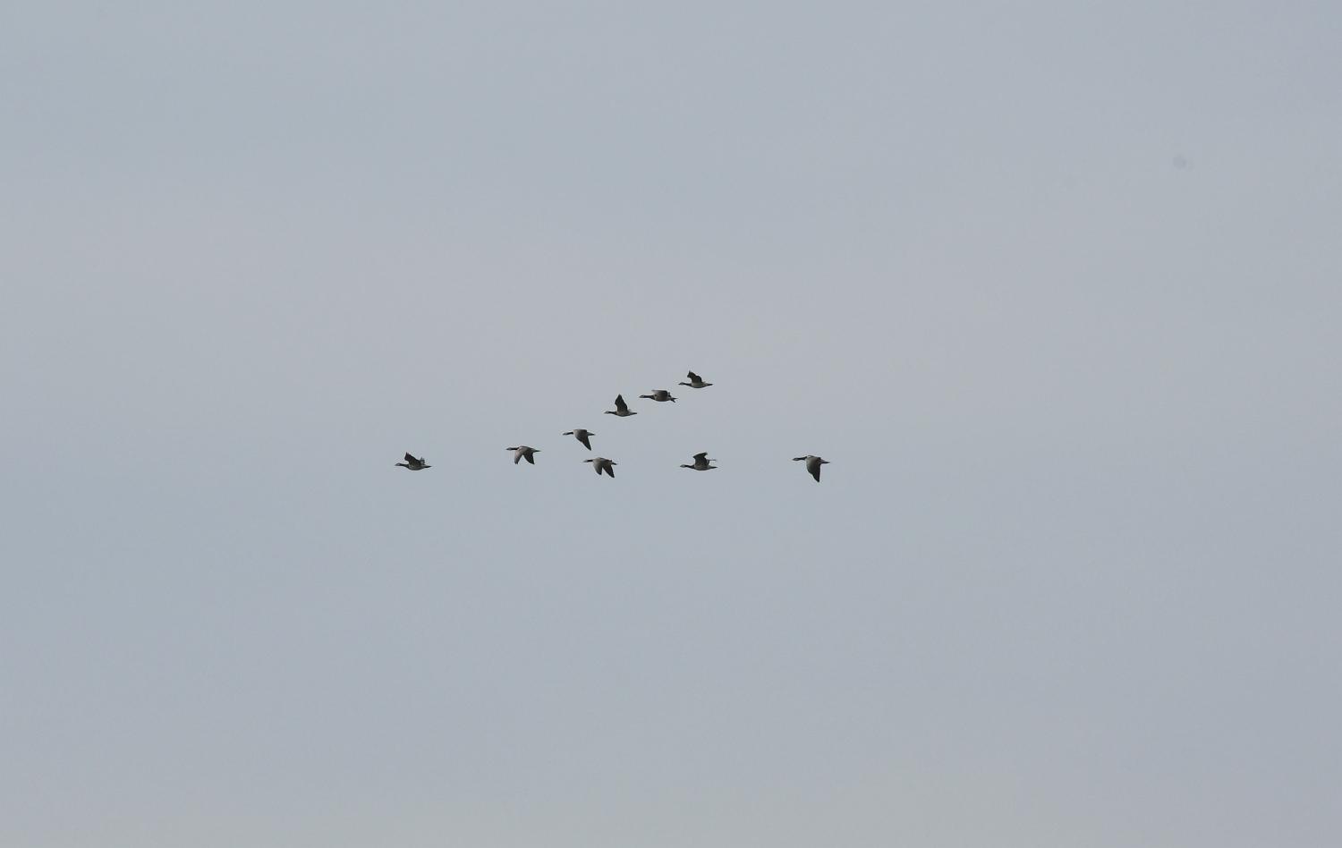 DSC 4815 lk