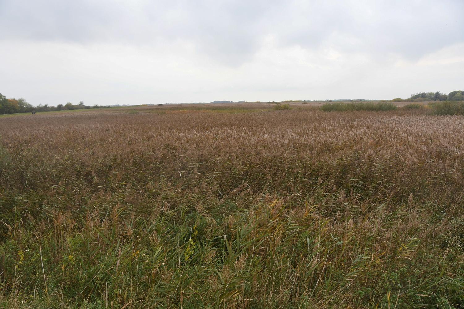 DSC 4830 e