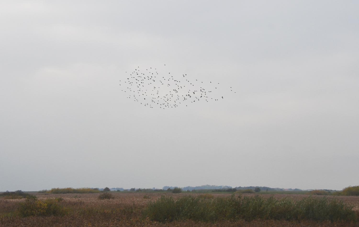 DSC 4833 lcfe