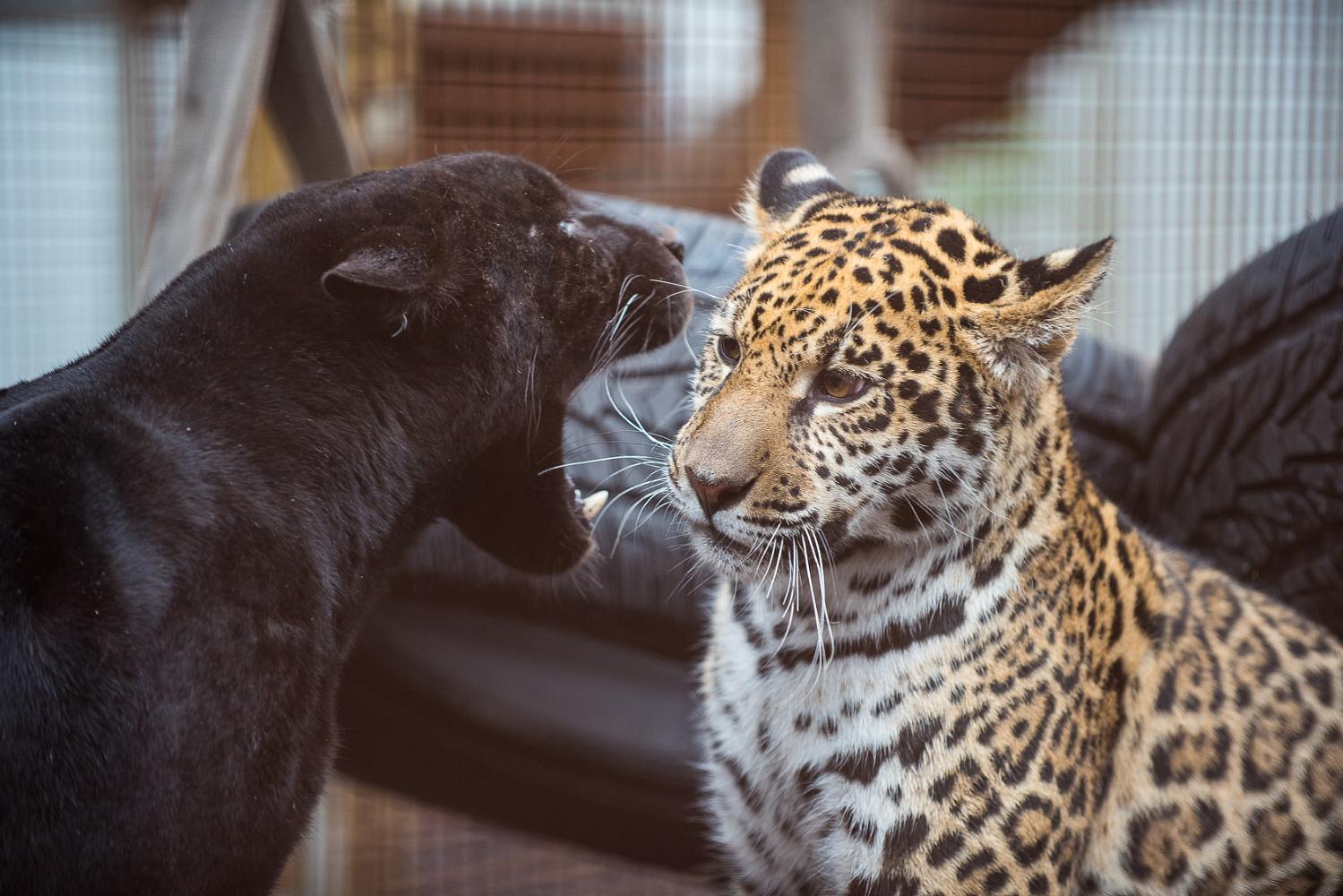 randers leoparder